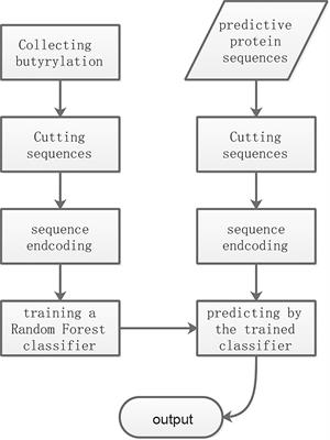 An Information Entropy-Based Approach for Computationally Identifying Histone Lysine Butyrylation